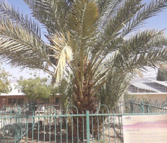 Una de las palmeras datileras que germinó a partir de una semilla de 2.200 años, que ahora crece en Israel.