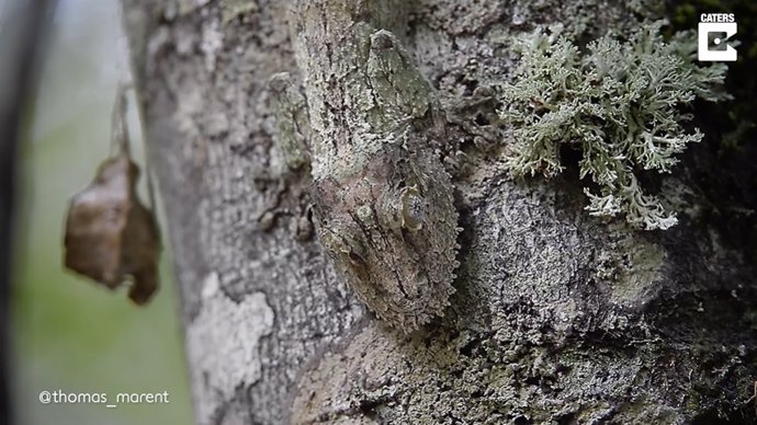 Este reptil es un as del camuflaje en la corteza de los árboles
