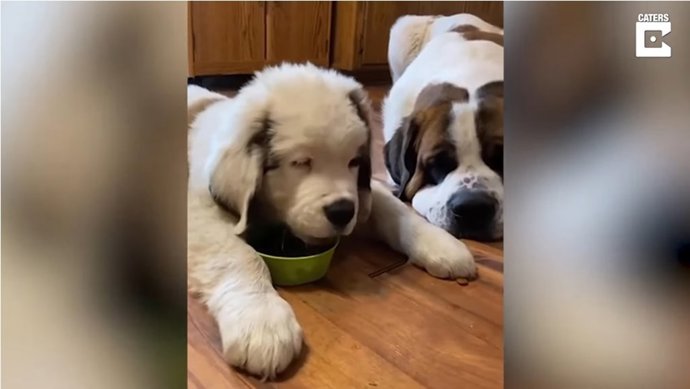 Dos perros muestran sus celos custodiando el cuenco de comida del nuevo cachorro