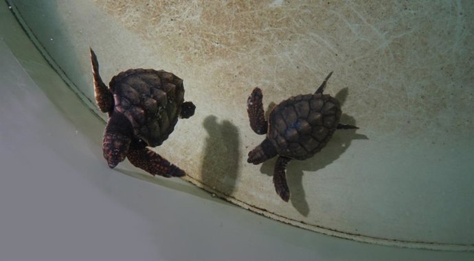 Las dos tortugas en l'Oceanogrfic
