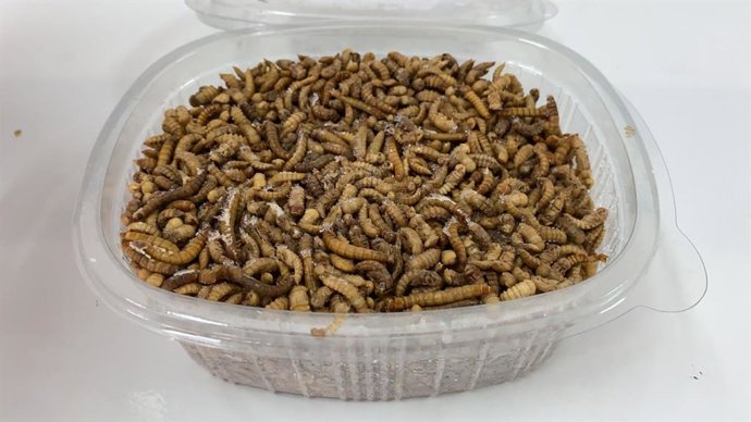 Archivo - Gusanos de la harina