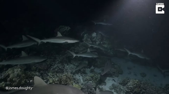 Un fotógrafo captura imágenes nocturnas de tiburones cazando en grupo en la Polinesia Francesa