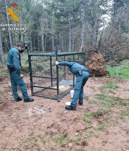 Imagen de la jaula empleada para caza de especies de caza mayor en Palencia.