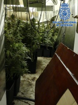 Plantación de marihuana desmantelada en Vistahermosa en El Puerto