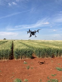 Agrosap y US crean una tecnología que reduce la contaminación por micotoxinas de alimentos procedentes de cebada y trigo
