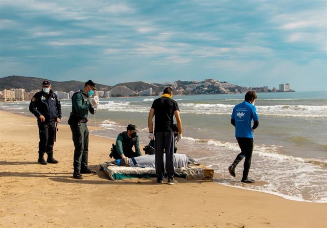 Atención veterinaria a un delfín rescatado en la costa de Cullera (Valencia)