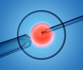 Foto: Expertos resaltan que el test genético del embrión reduce el riesgo de aborto en mujeres en tratamiento de FIV