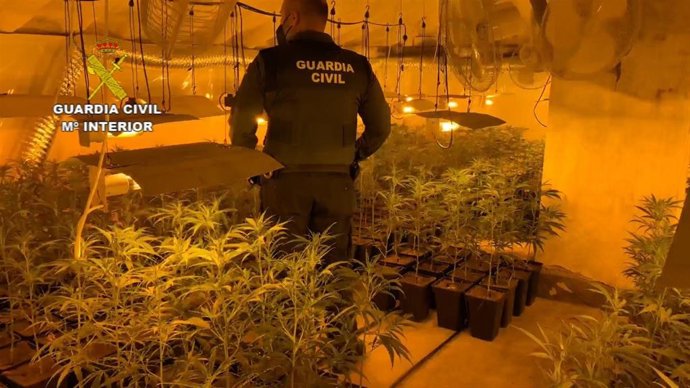 Plantación de marihuana