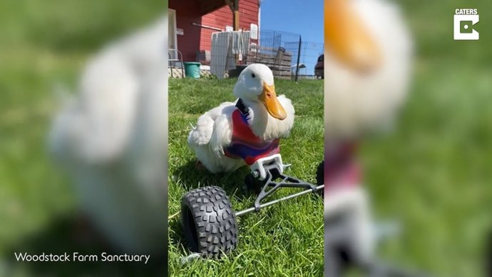Kiwi, un pato que no podía mover sus piernas, avanza en su recuperación gracias a la atención que está recibiendo