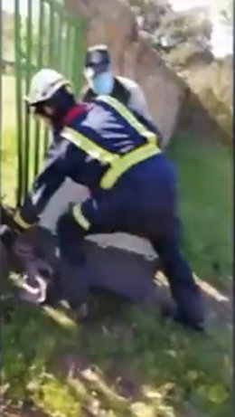 Rescatan un corzo atrapado en un vallado en Colmenar Viejo