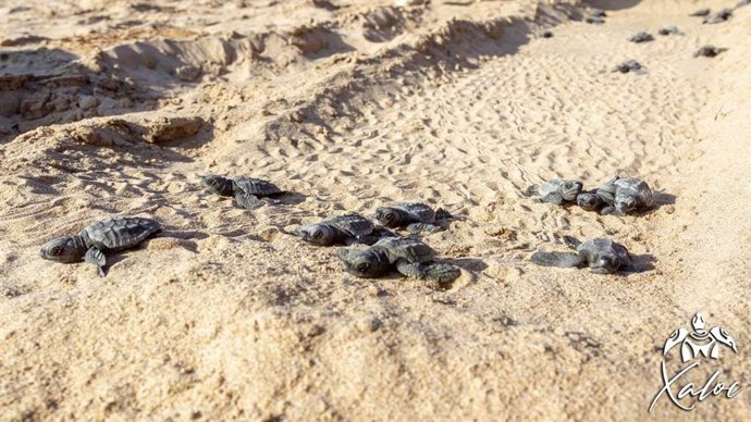 Archivo - Arranca la campaña para informar de la nidificación de tortugas marinas en el litoral valenciano y lograr su protección (archivo) 