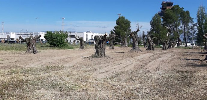 El aeropuerto de Granada acoge la replantación de 20 ejemplares de olivo