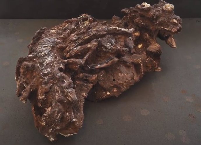 Restos del niño Mtoto, enterrado hace 78.000 años en Kenia