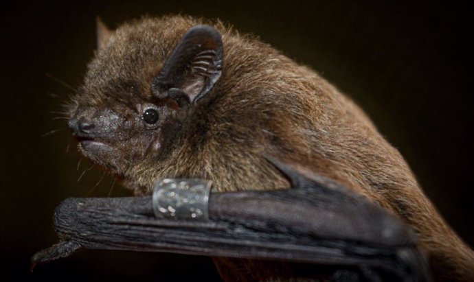 Un murciélago Nathusius capturado durante los experimentos.