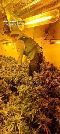 Detenido un matrimonio que ocupaba una vivienda en Lantejuela (Sevilla) con 169 plantas de marihuana