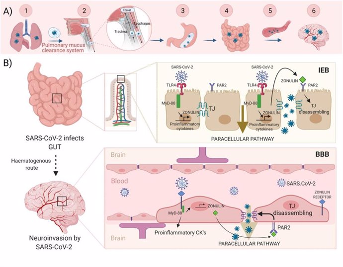 Un Trabajo Señala A La Molécula Zonulina Como El Mecanismo De Contagio Neurológico De La COVID-19, A Través De Los Sistemas Digestivo Y Respiratorio.