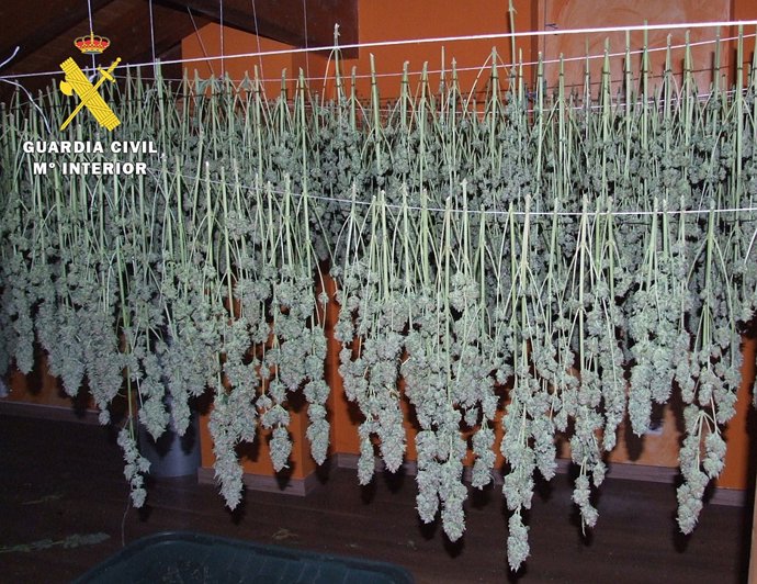 Imagen de las plantas de cannabis en fase de secado