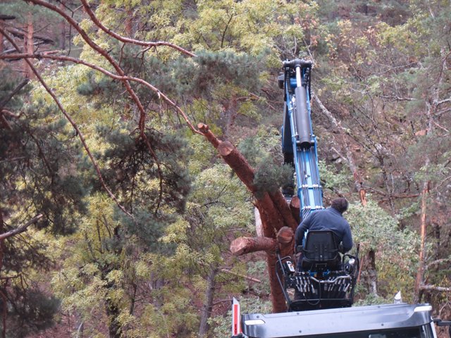 Archivo - Trabajos forestales en un bosque.