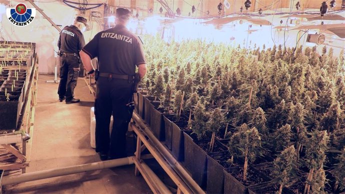 Agentes de la Ertzaintza en una plantación de marihuana en Tolosa (Gipuzkoa)