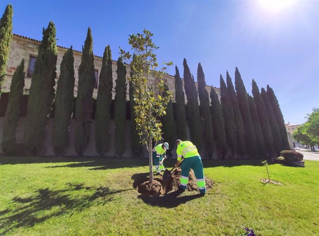 Magnolio que ha incorporado la ciudad de Salamanca a las zonas verdes de la ciudad dentro de la iniciativa 'Un árbol por Europa'.