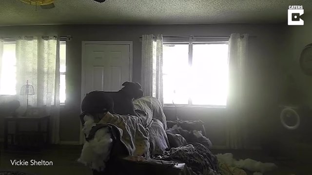 Este perro se queda solo en casa y destroza completamente el sofá y la puerta