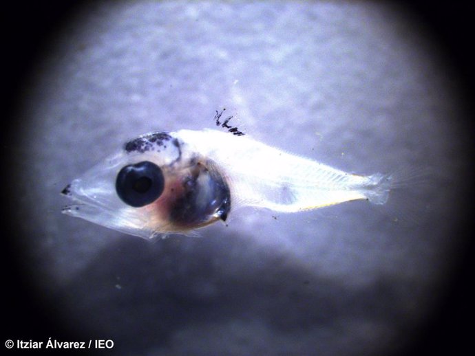 Las larvas de atún rojo eligen la capa más superficial del mar para desarrollarse, según un estudio liderado por el IEO.