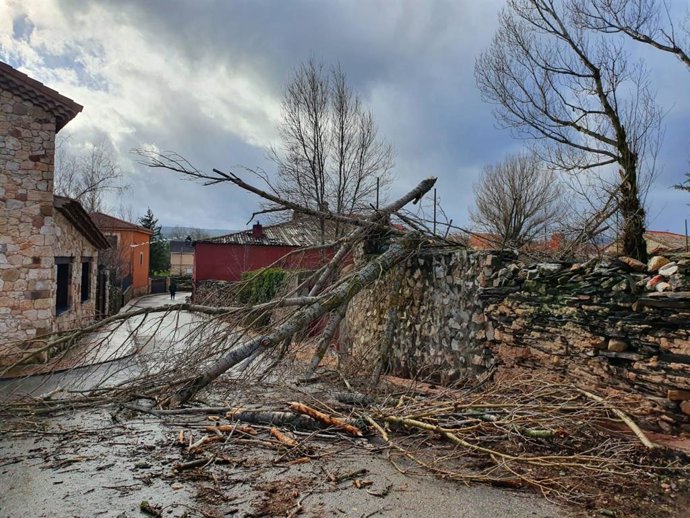 Arbolado en Cantalojas.