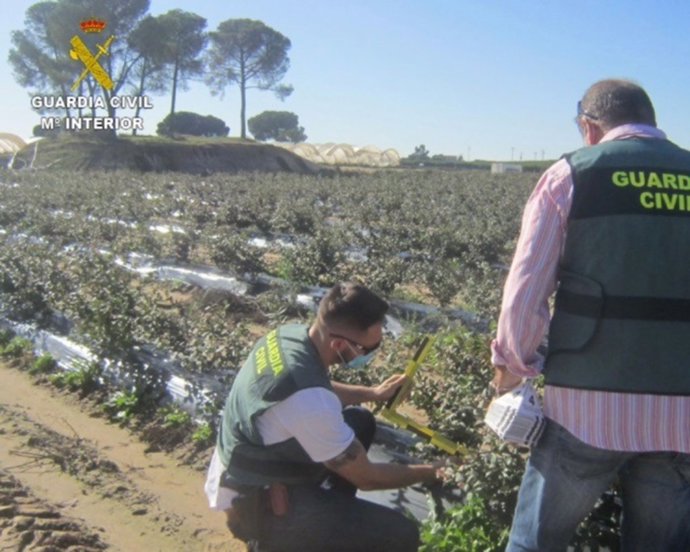 Cuatro investigados por cultivar arándanos sin licencia.