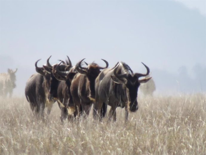Los ñus migran en fila en las llanuras del Serengeti, Tanzania.