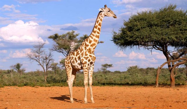 Las jirafas viven en las sabanas del África subsahariana, incluida Namibia. La Unión Internacional para la Conservación de la Naturaleza (UICN) los clasifica como “vulnerables”.
