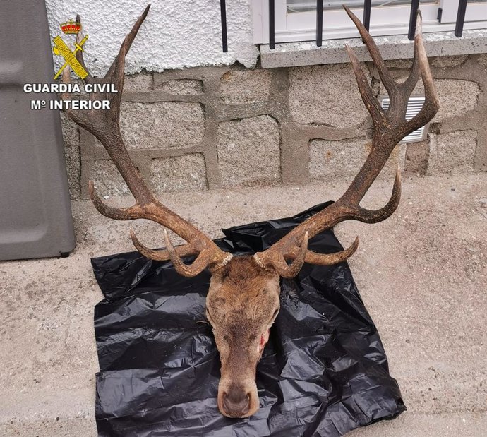 Cabeza de ciervo interceptada en La Iglesuela.