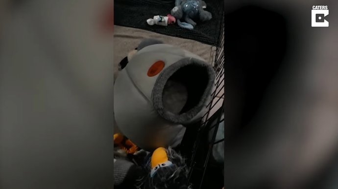 La caída inesperada de este perro después de ponerse cómodo en su cama se hace viral