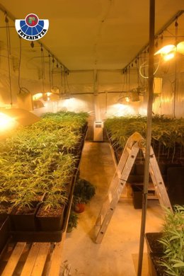 Cultivo 'indoor' de marihuana incautado en Loiu (Bizkaia)