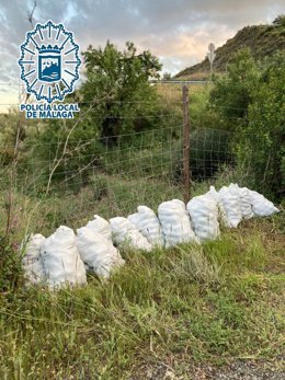 Aguacates robados de una finca