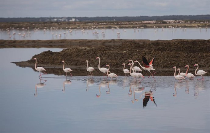 Flamencos el Paraje Natural de las Marismas del Odiel.