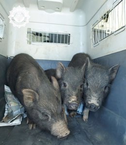 La Policía Local recoge nueve cerdos vietnamitas que se encontraban sueltos en la cuadra Borriolenc