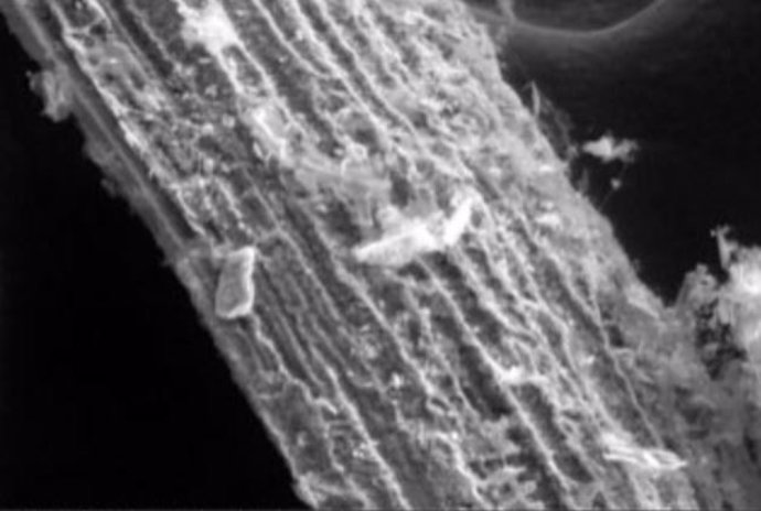Imagen de microscopía electrónica de barrido de hojas de maíz petrificadas con SiC.
