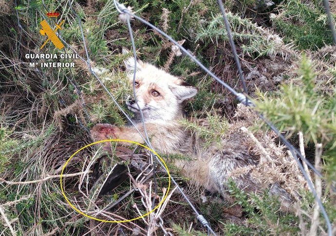 Zorro atrapado en el cepo