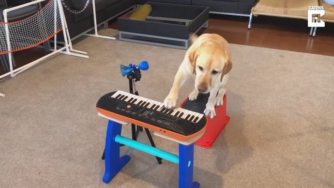 Lizzy es una perrita de terapia de seis años que está aprendiendo a tocar la guitarra, el piano y hasta el tambor