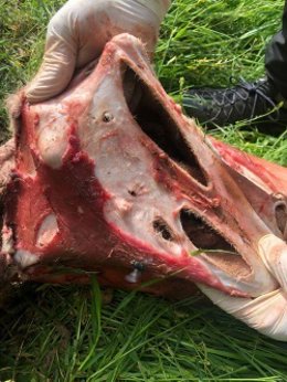 Restos de una oveja muerta en Betlan (Lleida).