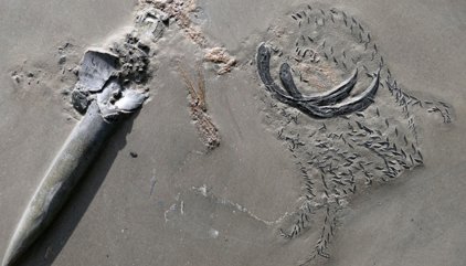 Un calamar jurásico matado mientras comía dejó un fósil único