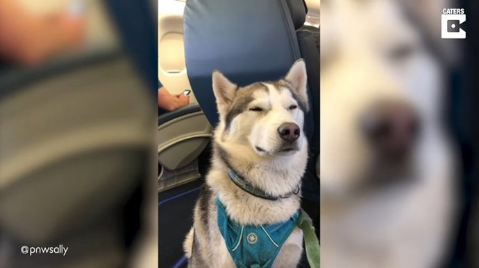 El vuelo en avión de este Husky como perro de apoyo se ha hecho viral en TikTok con casi 9 millones de visualizaciones