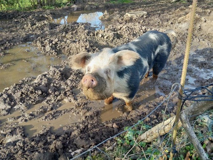 Archivo - Imagen de archivo de un cerdo.