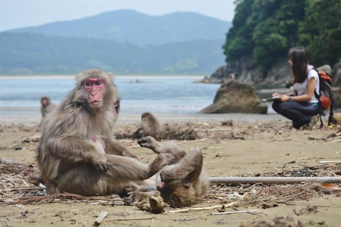 Archivo - La doctora por la CEU UCH Alba Castellano, durante los experimentos con macacos japoneses en la isla japonesa de Koshima. 