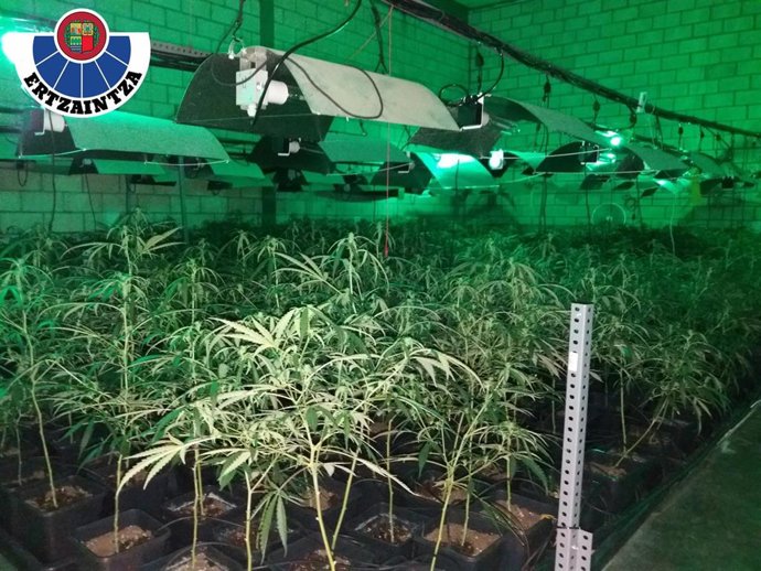 Plantación de marihuana en Sondika (Bizkaia)