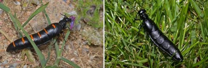 Archivo - A la izquierda, ejemplar de 'B. Castuo' en Robledo de Chavela (Madrid). A la derecha, ejemplar de 'B. Tenebrosus' en Sierra de Filabres (Almería)