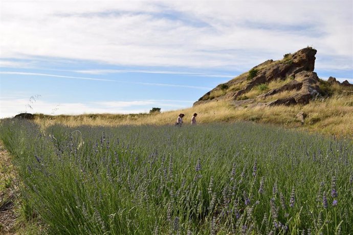 Archivo - Uno de los campos de plantas aromáticas de Savia Íbera, negocio que han puesto en marcha dos jóvenes emprendedores en la zona del Somontano de Barbastro.