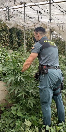 Plantación de marihuana intervenida en un invernadero