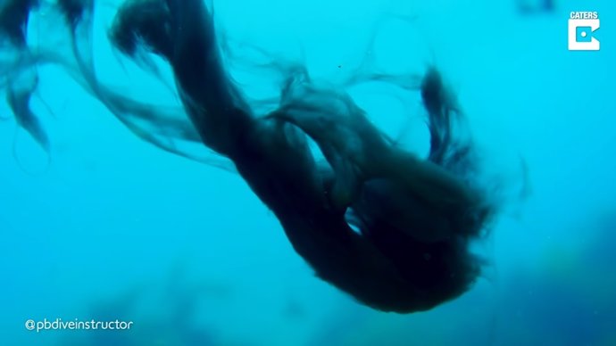 Un buceador captura imágenes de tinta de calamar flotando en el agua