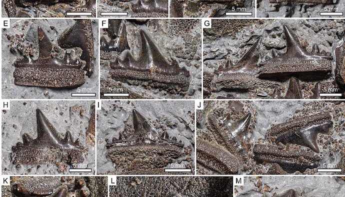 Dientes del nuevo tiburón hibodontiforme Durnonovariaodus maiseyi del Jurásico Superior Formación de Arcilla de Kimmeridge de Inglaterra
